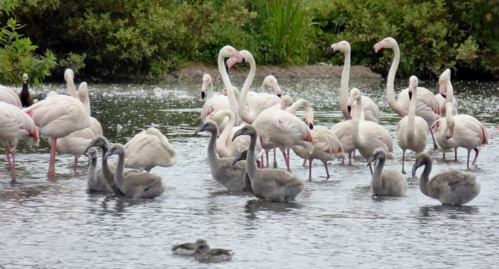 Flamingo dads are flamtastic!